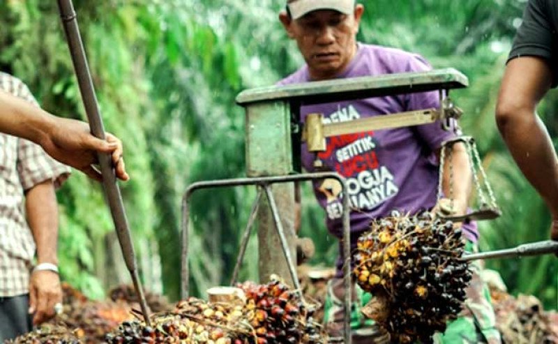 Harga TBS Sawit Sumut Naik Tipis pada Periode 10–16 Desember 2025