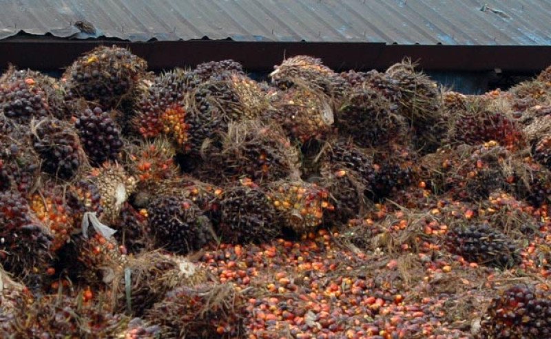 Harga TBS Sawit Plasma Riau Periode 17–23 Desember 2025 Terkoreksi Tipis