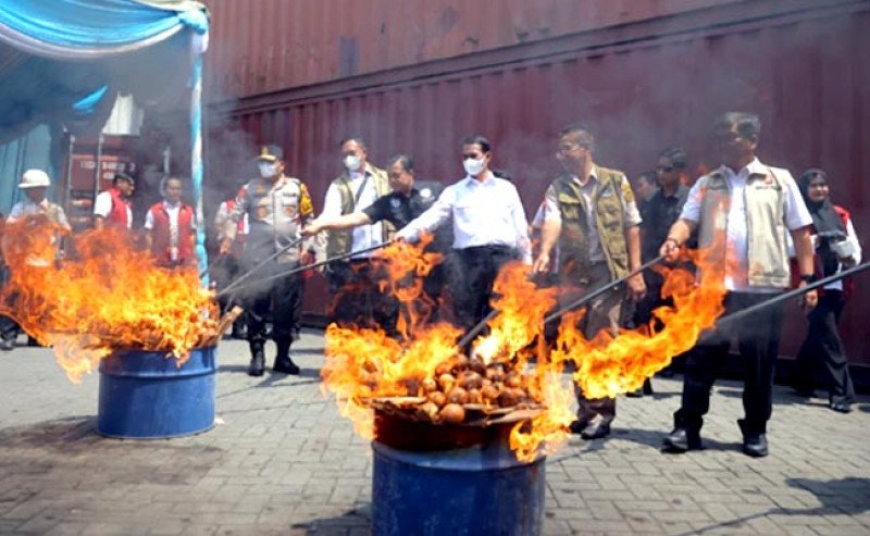 Impor Bawang Bombai Ilegal Berpenyakit Digagalkan di Surabaya, Mentan Tegaskan Tak Ada Kompromi