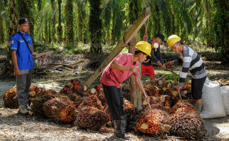 Harga TBS Sawit Plasma Riau Periode Akhir Desember 2025–Pertengahan Januari 2026 Menguat Tipis