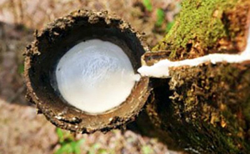 Harga Karet SGX–Sicom Rabu (31/12) Anjlok Rp579 per Kg