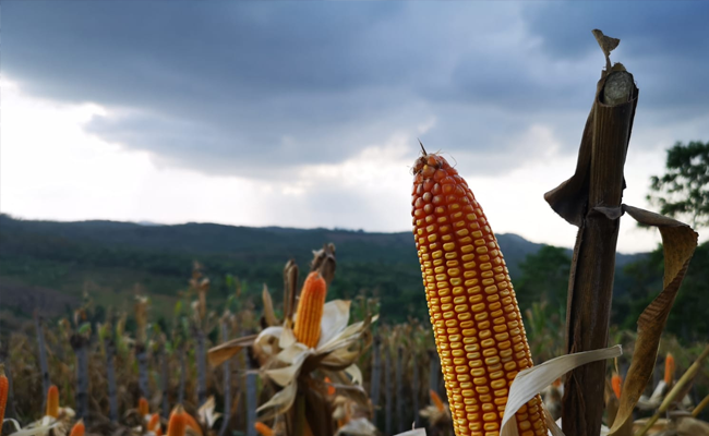 Panen Jagung di Bireuen, Mentan Syahrul Ajak Optimalkan Lahan
