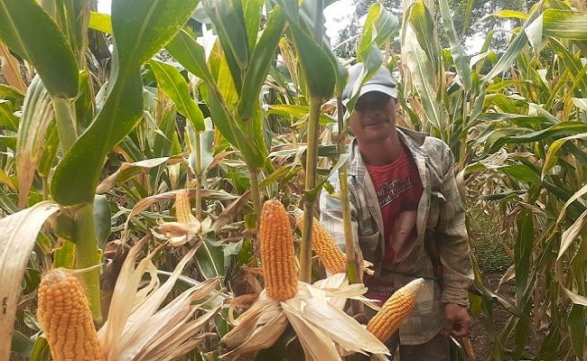 Didukung Kementan, Petani Lampung Selatan Siap Jadi Pelopor Jagung Rendah Aflatoxin