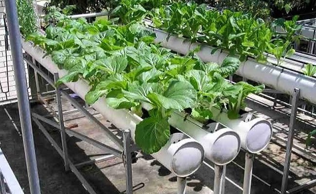 Kementan: Urban Farming Dukung Pertumbuhan Ekonomi Indonesia