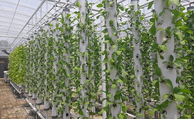 Kementan Dukung Budidaya Sayur Hidroponik di Cirebon 