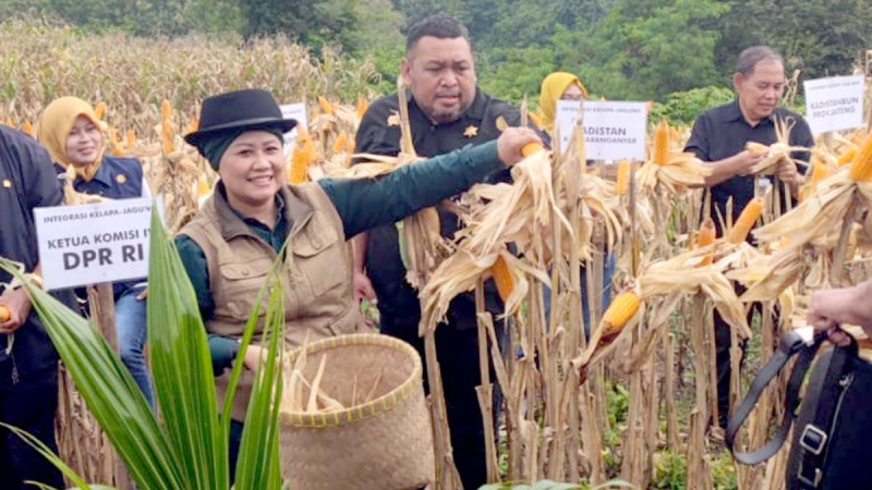 Kementan : Program Kejar Solo Raya, Solusi Memanfaatkan Lahan warga  untuk Hilirisasi Kelapa Genjah dan Integrasi Budidaya jagung, Cabai dan Peternakan