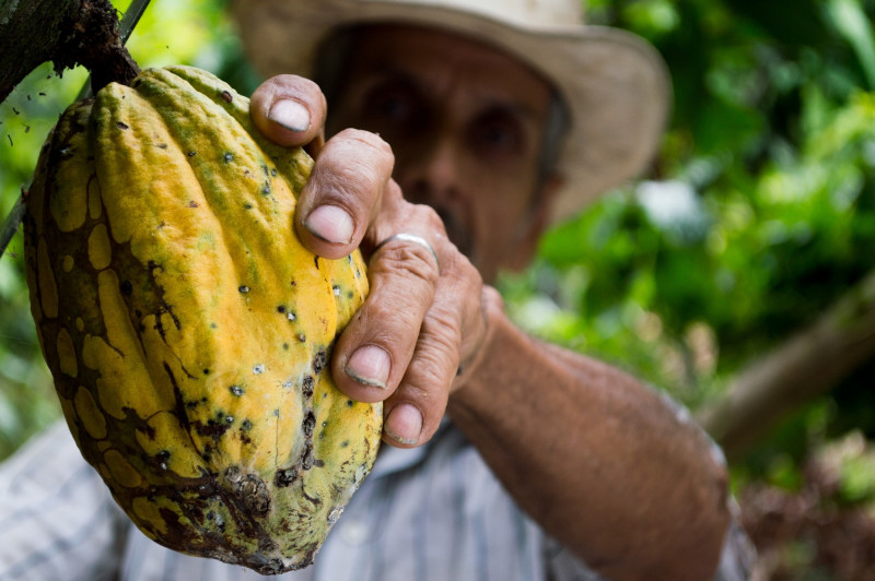 Mentan SYL Dorong Tingkatkan Hilirisasi dan Pengembangan Kakao Berkelanjutan di Kolaka