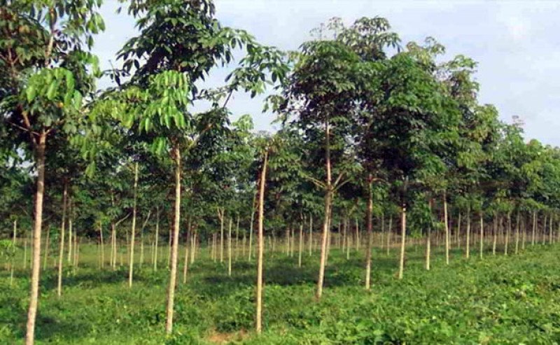 APKARINDO Sumsel Dorong GERNAS KARET, Replanting Berkeadilan untuk Bangkitkan Karet Rakyat