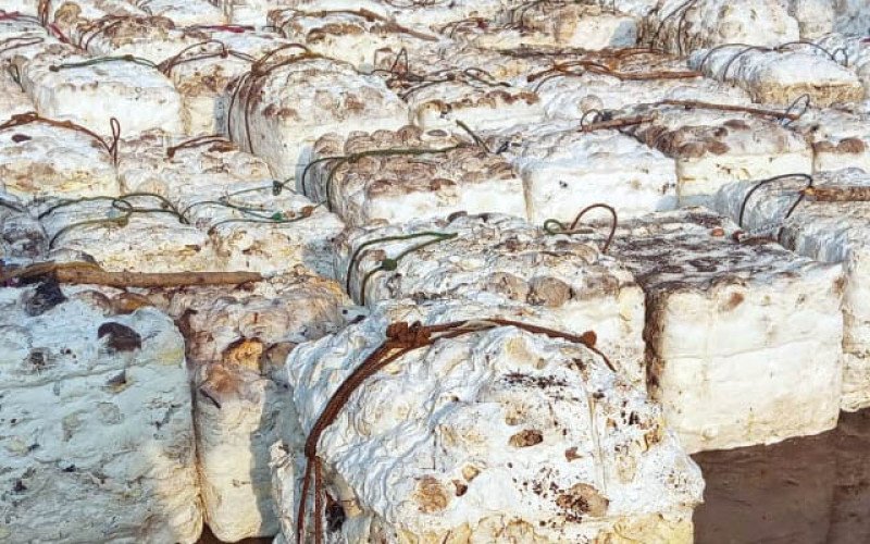 Harga Karet SGX–Sicom Jumat (6/2) Turun Menjadi Rp31.492 per kilogram