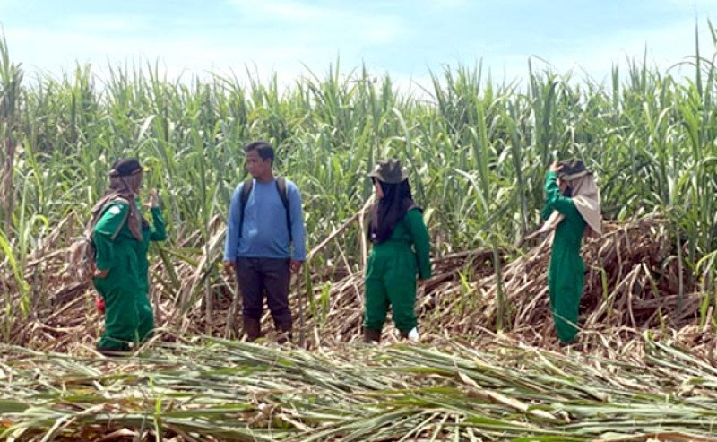 Produksi Gula Tembus 2,67 Juta Ton, Kementan Pacu Target Swasembada 2027