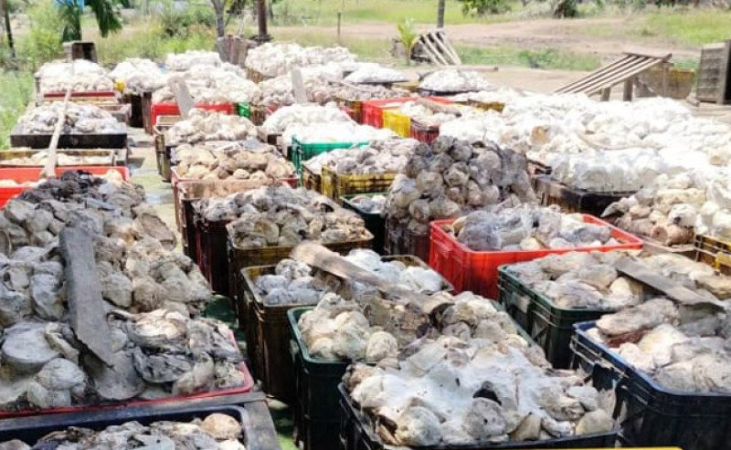 Harga Karet SGX–Sicom Naik 4 hari Beruntun, Sentuh Rp 32.015 per Kg Pada Kamis (12/2)