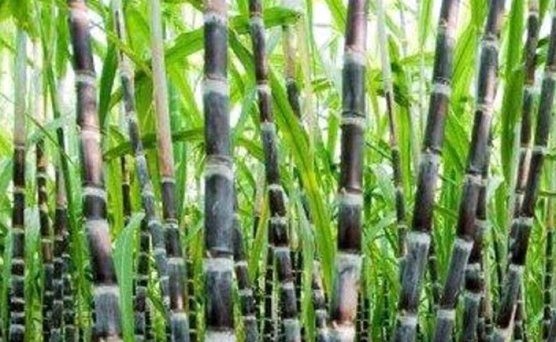 Produksi Gula 2,67 Juta Ton pada 2025, Pemerintah Percepat Target Swasembada 2027