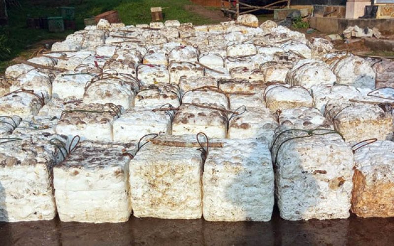 Harga Karet SGX–Sicom Rabu (25/2) Naik Tajam, Tembus Rp 33.408 Per Kg