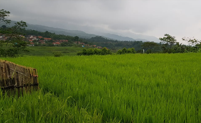 Pakar IPB Dorong Kolaborasi Ekonomi Lokal dan Cegah Alih Fungsi Lahan