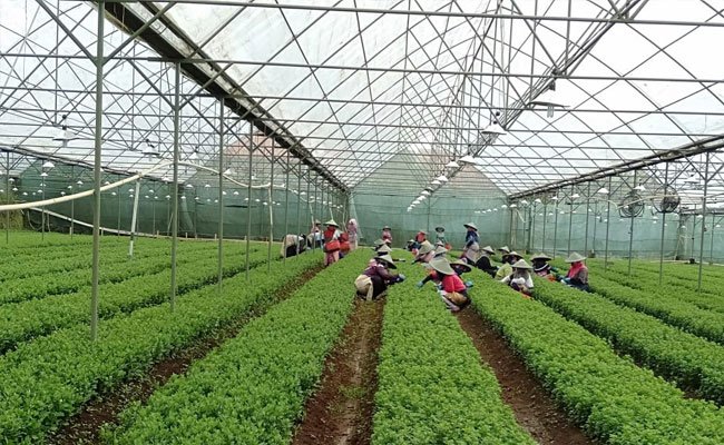 2021: Ministry of Agriculture Would Strengthen Food Diversification