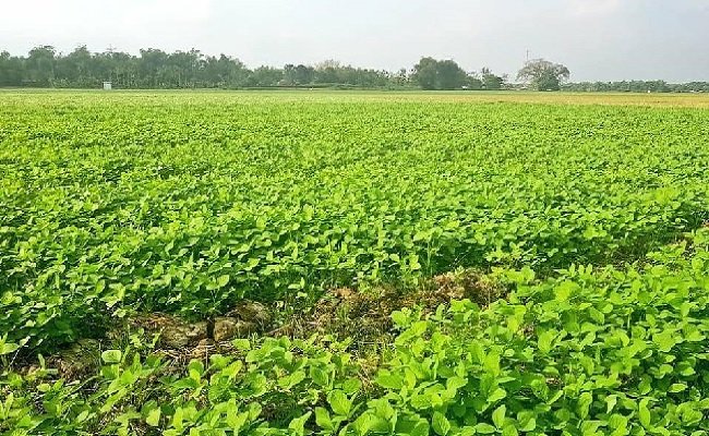 Kementan Dorong Kontribusi Perkebunan Terhadap Pertumbuhan Ekonomi Nasional 2021