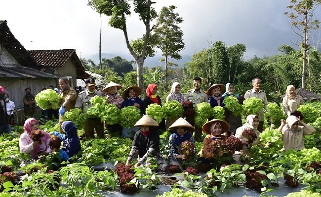 Tingkatkan Ekspor, Kementan  Kembangkan 1000 Kampung Hortikultura