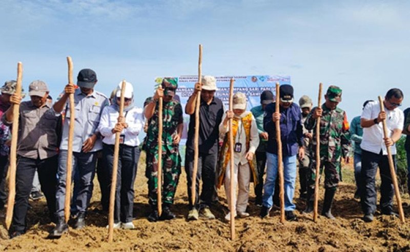 Kementan Lakukan Penanaman Tumpang Sari Padi Gogo di Perkebunan Sawit Kalsel Demi Ketahanan Pangan