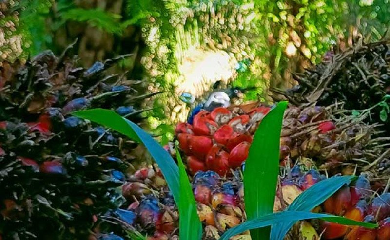 Harga TBS Sawit Jambi Periode 10-16 Januari 2025 Mengalami Penurunan