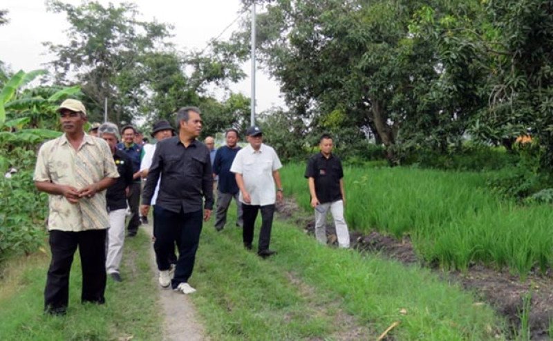 Tinjau Penanaman Padi Gogo di Jombang, Kementan Pacu Optimalisasi Lahan Kering