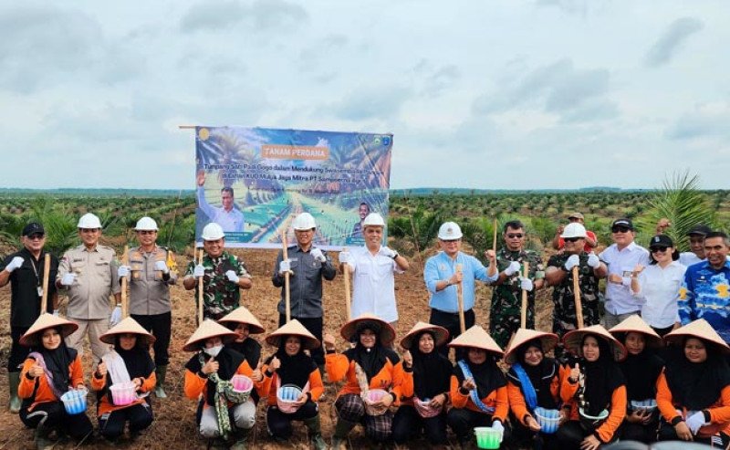 Pemerintah Dorong Swasembada Pangan dengan Program Tumpang Sari Padi Gogo di Lahan Kelapa Sawit Sumsel
