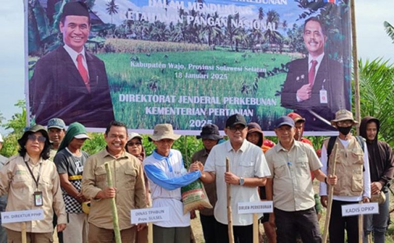 Perkuat Ketahanan Pangan, Kementan Gelar Tanam Perdana Padi Gogo di Lahan Perkebunan Wajo