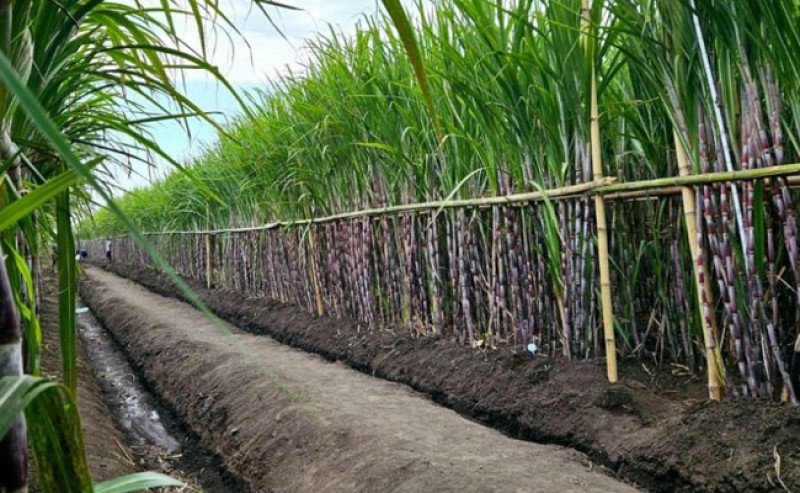 PTPN Group Sumbang 50 Persen Peningkatan Produksi Gula Nasional 2024