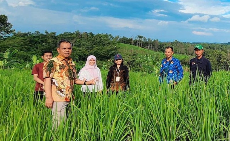 Wujudkan Kemandirian Pangan: Kementan Tinjau 40 Ha Lahan Padi Gogo di Lebak