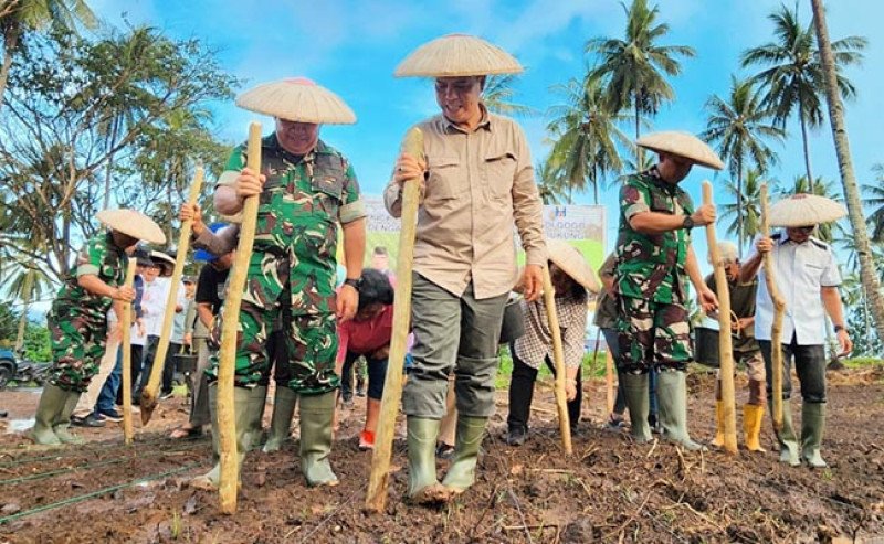 Wujudkan Ketahanan Pangan Berkelanjutan, Kementan Integrasi Padi Gogo di Lahan Kelapa