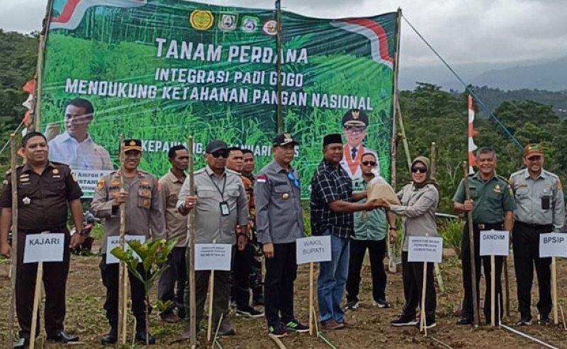 Percepat Swasembada Pangan: Kementan Tanam Padi Gogo di Lahan Kopi di Bengkulu