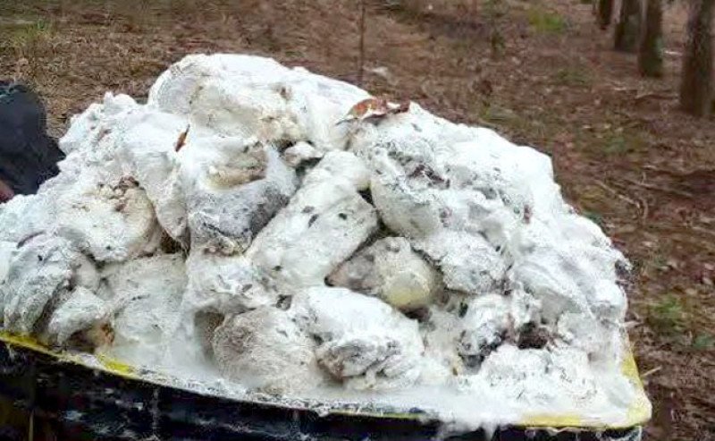 Harga Karet SGX–Sicom Senin (5/1) Naik ke Rp 30.237 per Kg