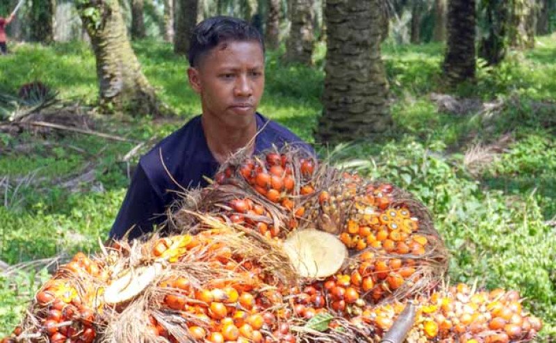 Harga TBS Sawit Jambi Naik Rp 76,87 per Kg, Periode 16–22 Januari 2026