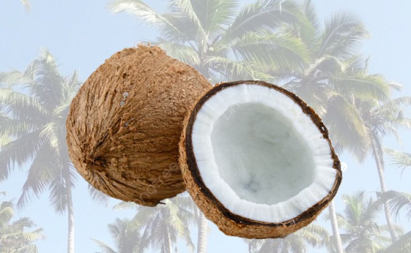 Bangkitkan Kelapa Nasional, Kementan Fokus Replanting Kebun Rakyat dan Percepat Hilirisasi