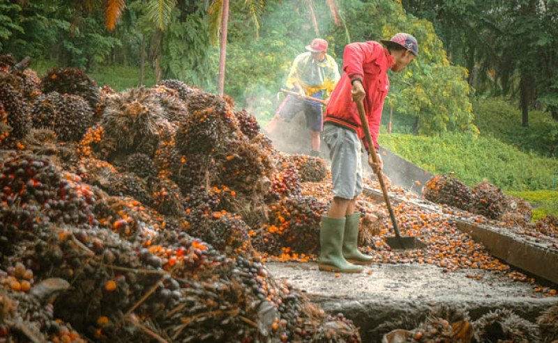 Harga TBS Sawit Sumut Menguat, Periode 21–27 Januari 2026 Naik Rp 22,93 per Kg