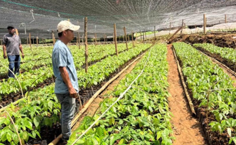 Kementan Pacu Hilirisasi Kakao dari Hulu, Benih Unggul dan Regenerasi Pekebun Jadi Prioritas