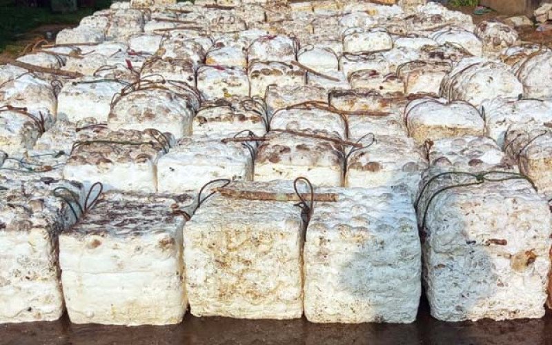 Naik Lagi, Harga Karet SGX–Sicom Kamis (29/1) Tembus Rp 31.514 per Kg