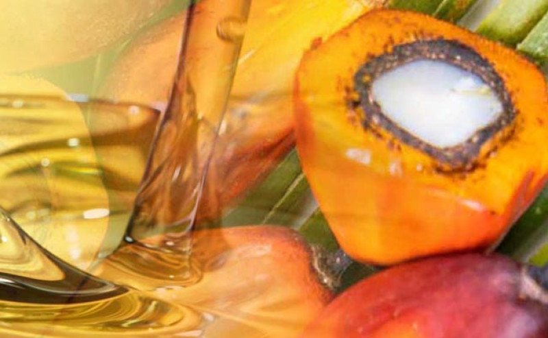 Harga CPO Malaysia Tertekan, Minyak Kedelai Global Jadi Sentimen Negatif