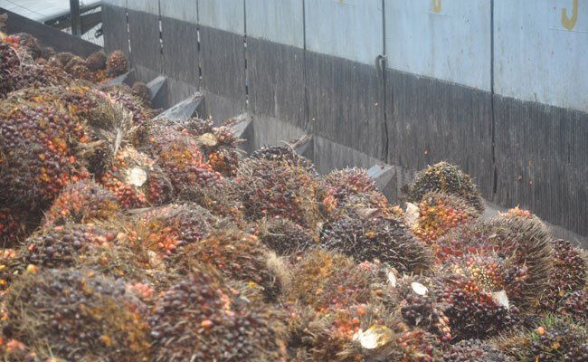 Mukernas Asosiasi Petani Apkasindo, Bahas Harga TBS Sawit 