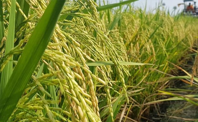 DPR Dukung Program dan Target Kementan