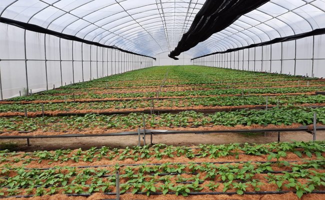 HIPMI Dorong Para Pengusaha Muda Terjun Langsung di Bisnis Pertanian