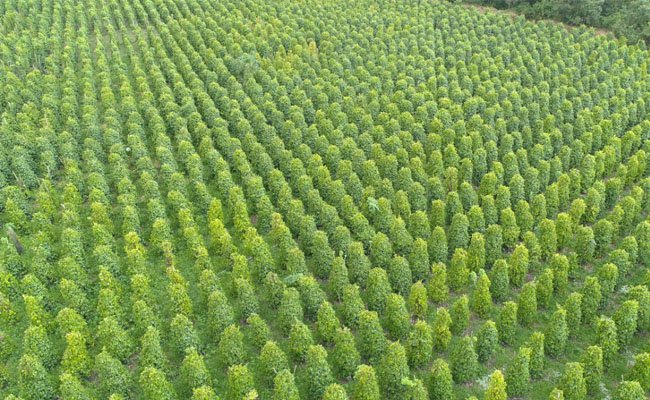 Kementan Dorong Kinerja Ekspor Pertanian Terus Tumbuh Positif