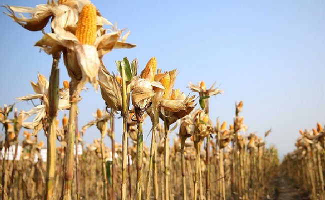 Ministry of Agriculture Urged to Plant High Production Variety in Corn Area