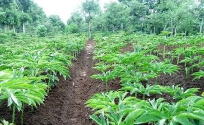 Potentially Export, Porang Starts Developing in South Sulawesi