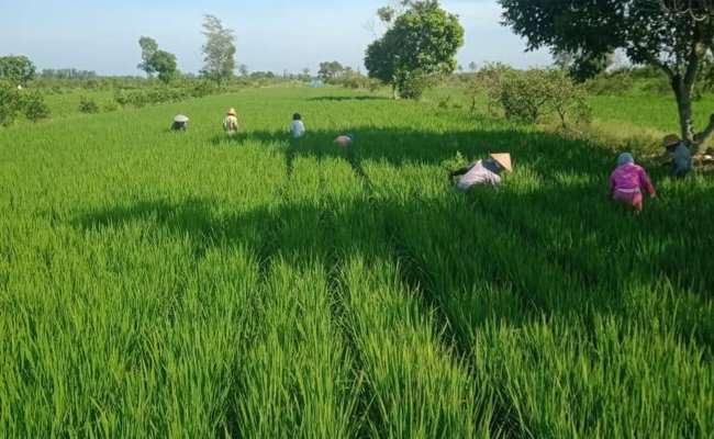 SYL Took Indonesian Chambers to Export the Agriculture Products 