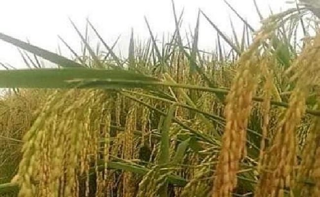 The Paddy Superior Seeds in the Vulnerable Areas