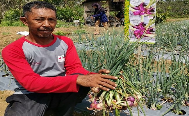 Berpotensi Untuk Ekspor, Kementan Ajak Petani Tanam Bawang Merah Biji TSS