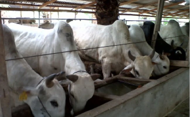 Dinilai Bisa Tingkatkan Omset, Pelaku Usaha Dukung Surat Edaran Kementan