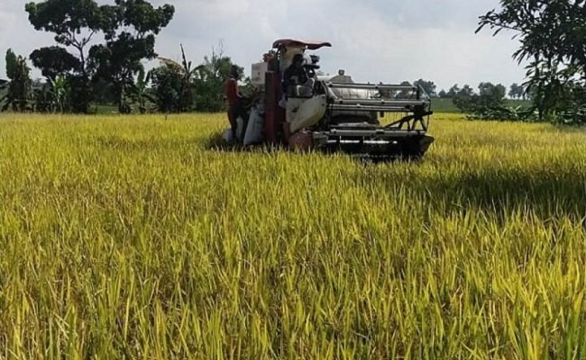 Kementan: Stok Beras Nasional Aman