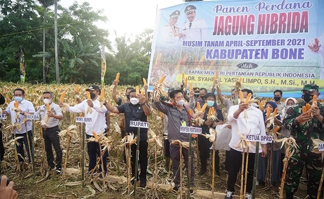 Mentan SYL Panen Jagung di Bone: Tingkatkan Produktivitas dan Kesejahteraan Petani