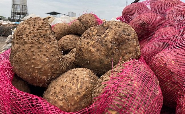 UMKM Indonesia Siap Produksi Olahan Hasil Porang